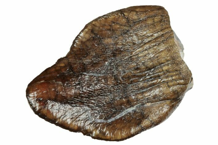 Rare Sauropod (Jobaria) Tooth - Niger #241056